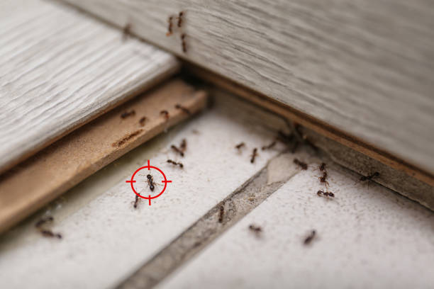 Best Pest Removal Services  in East Liverpool, OH